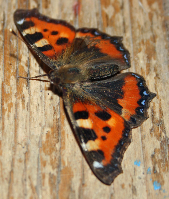 Butterfly in January