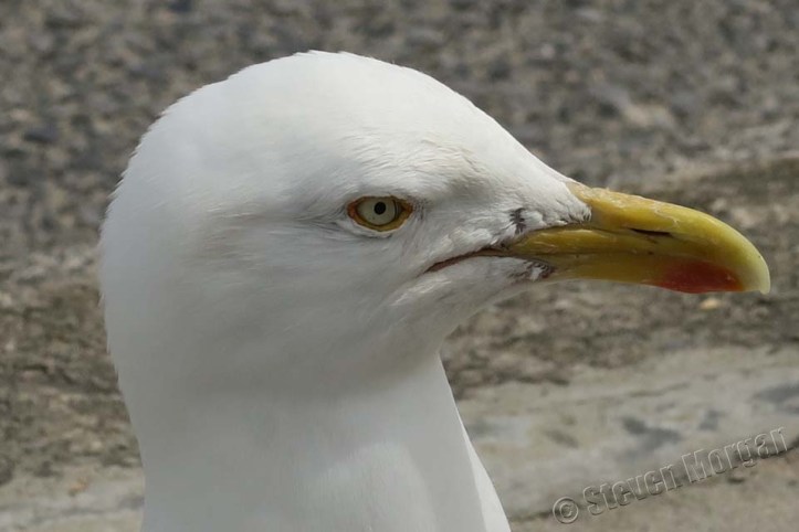 Seagull